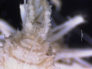 Media type: image; Invertebrate Zoology 151007